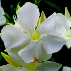Oleander Sunshine x 1 Hardy Plants Shrubs Soft Yellow/Cream Flowering Nerium Cottage Garden Small trees Salt Frost Wind Heat resistant